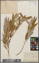 Foto von Salix acmophylla Boiss.